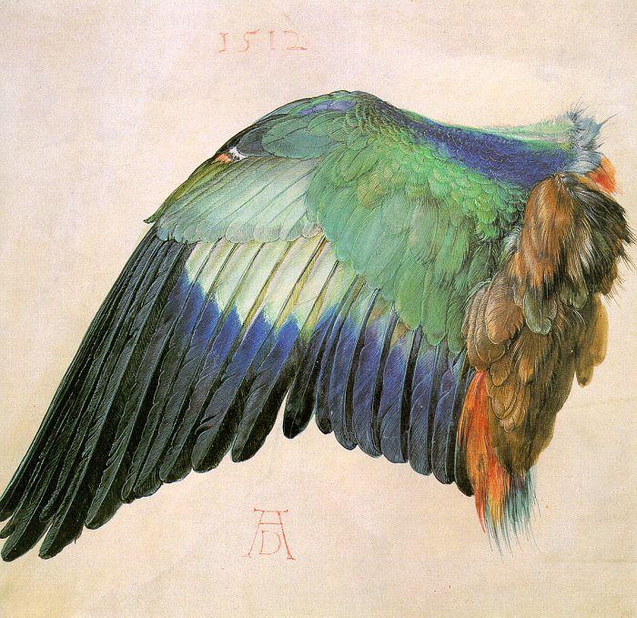 Albrecht Durer Wing of a Roller oil painting picture